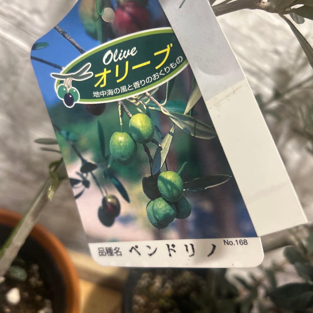オリーブ苗木（（ワッガベルダル .ヘンドリノ　.実生））3種類セット4/4