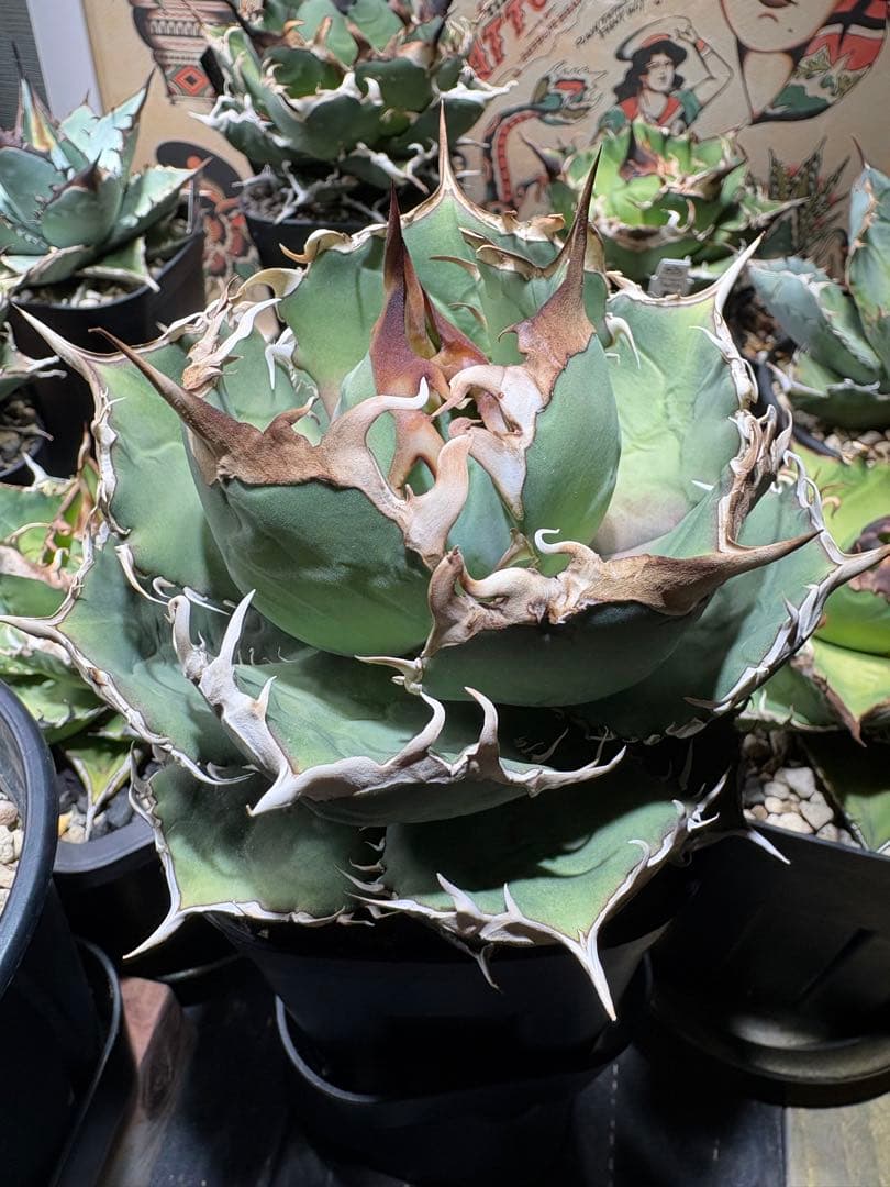 アガベチタノタ　Ｒ　大株　牛乳植物