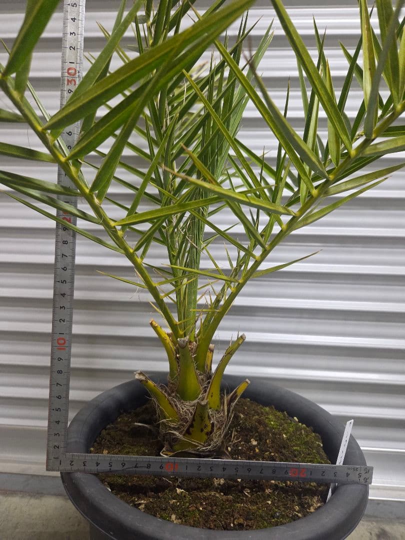 クレタンナツメヤシ　純絶滅危惧種　希少苗
