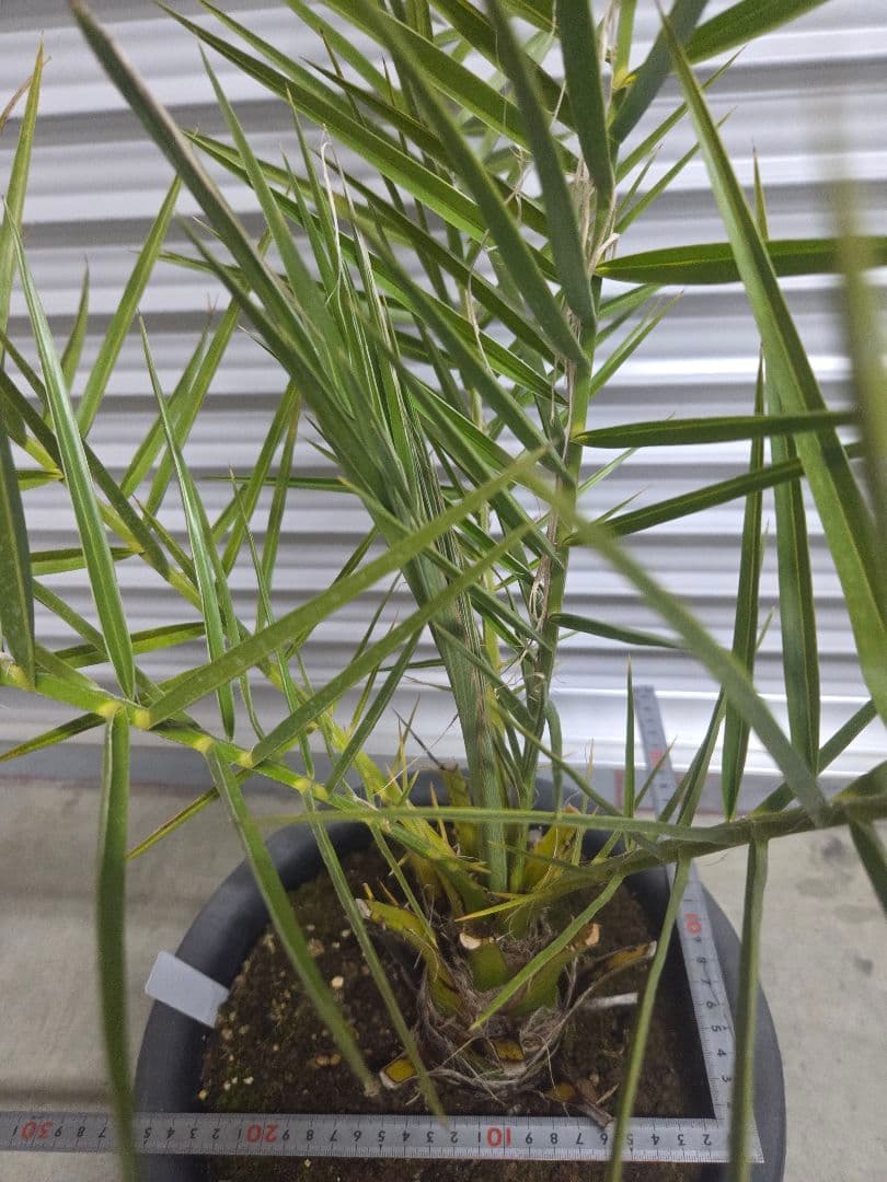 クレタンナツメヤシ　純絶滅危惧種　希少苗