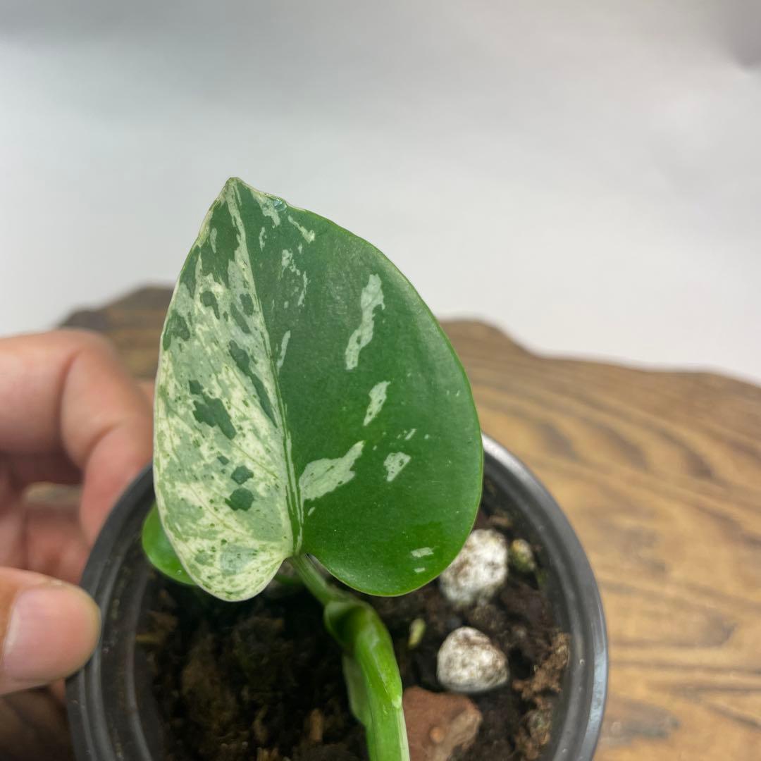フ*ー様 a47品種保証！斑入り保証！Bulbasaurモンステラ バルバソー