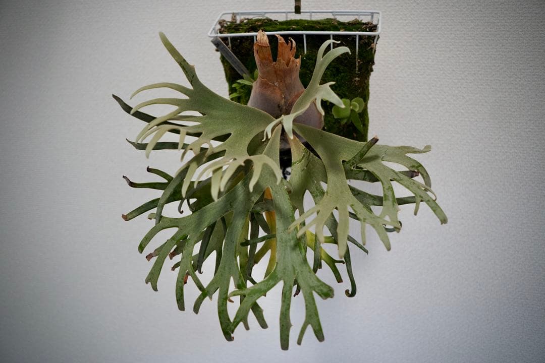 P.willinckii jade girl spore ジェイドガール