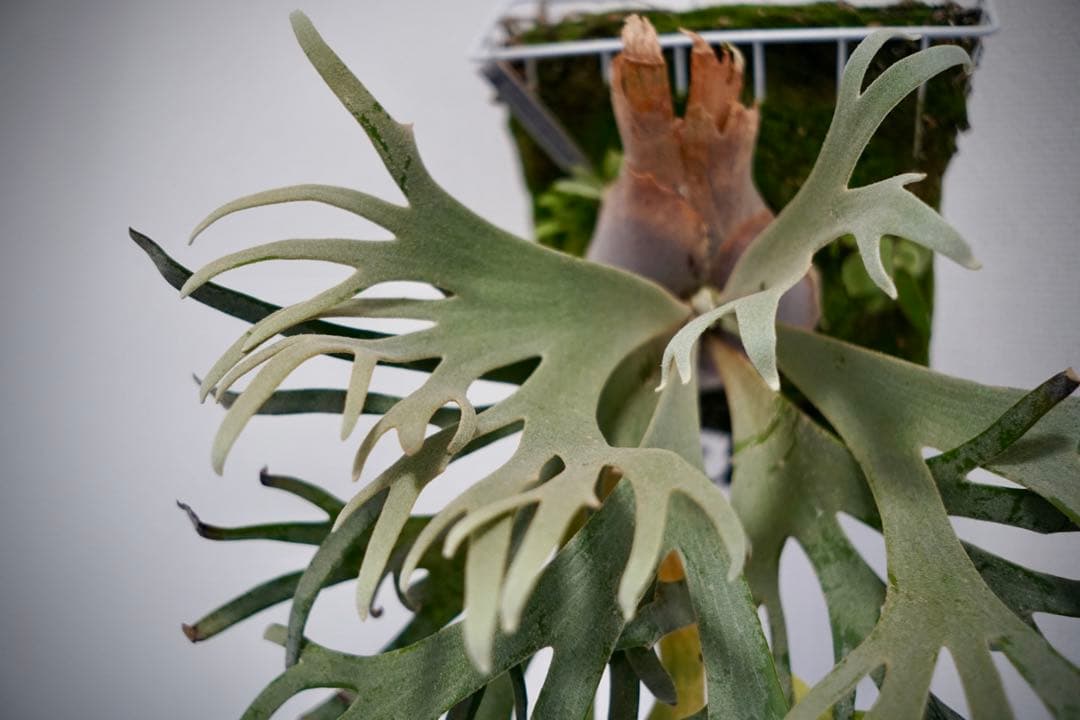 P.willinckii jade girl spore ジェイドガール