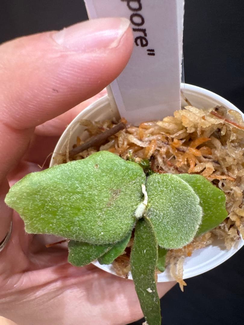 P.willinckii jade girl spore ジェイドガール