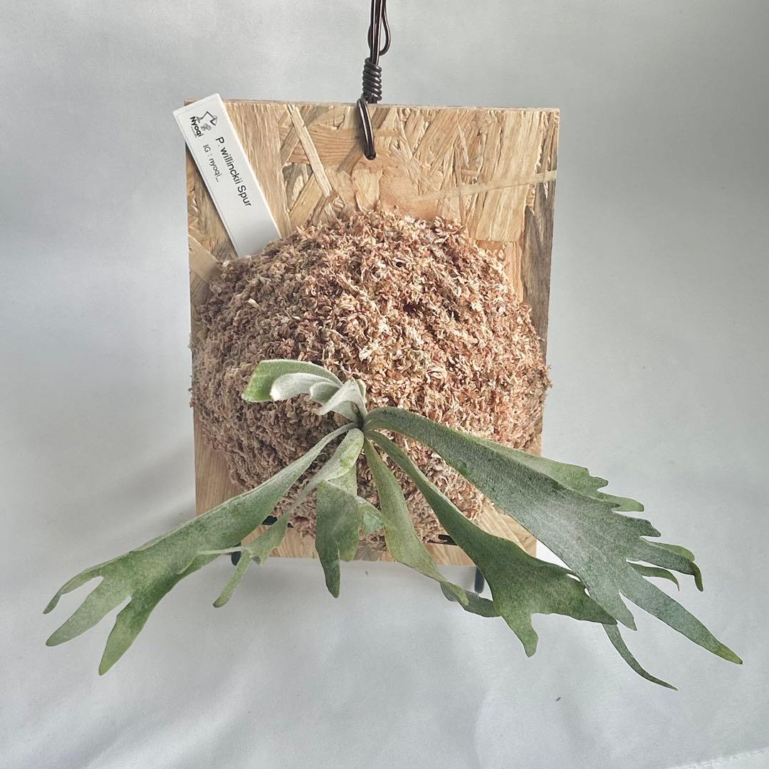 P. Willinckii Spur(TC) 【03】