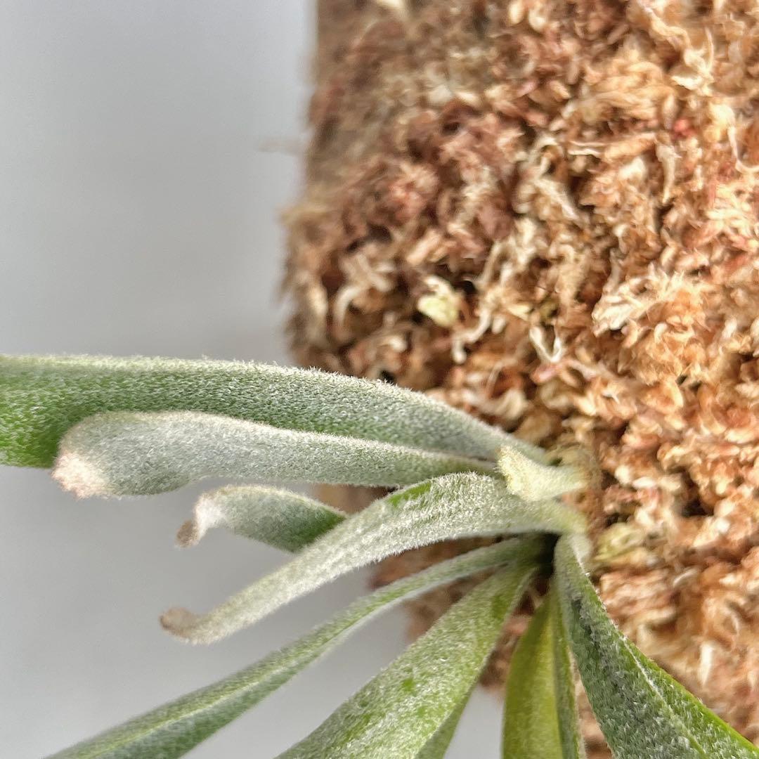 P. Willinckii Spur(TC) 【03】