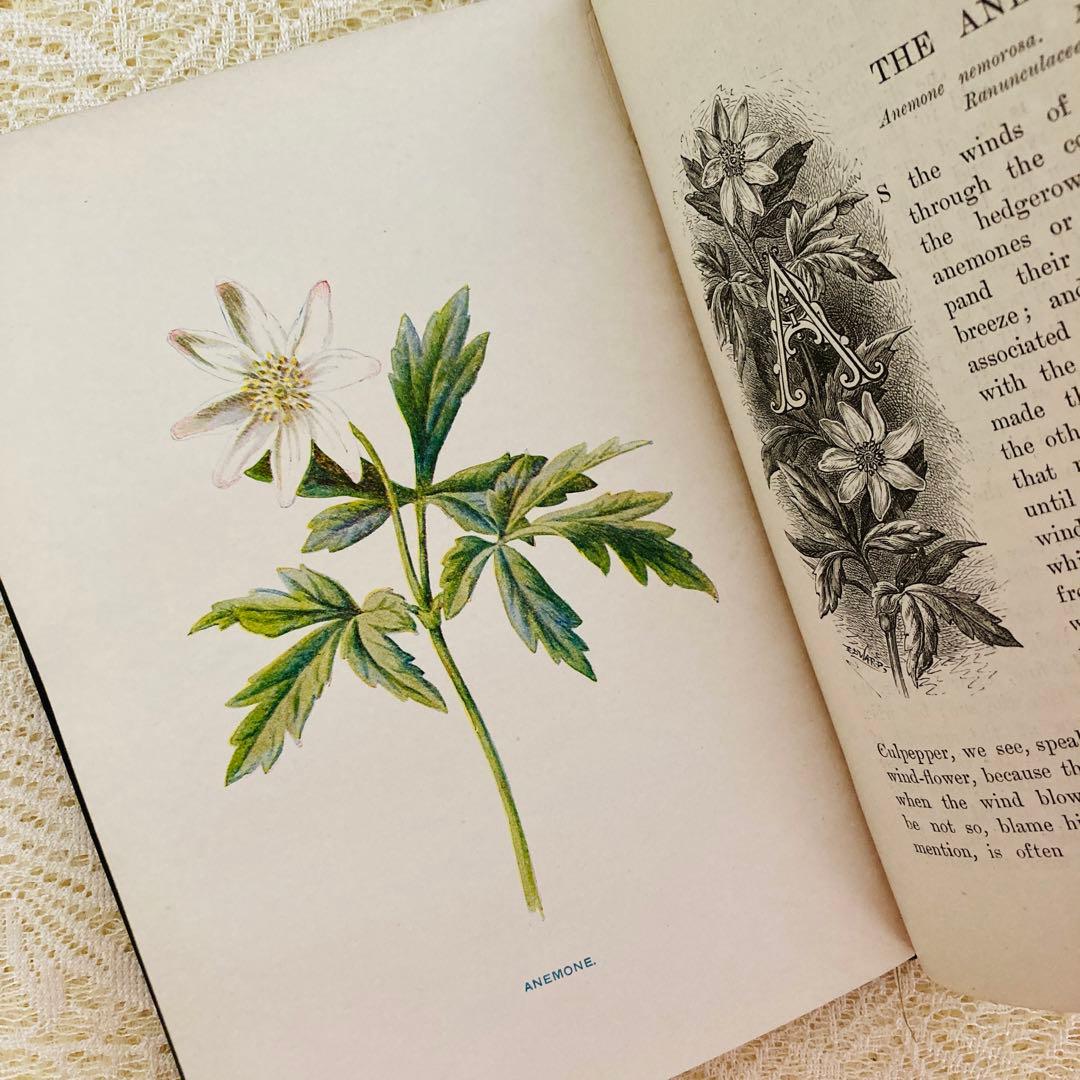 洋書古書　希少　Familiar Wild Flowers　アンティーク植物図鑑