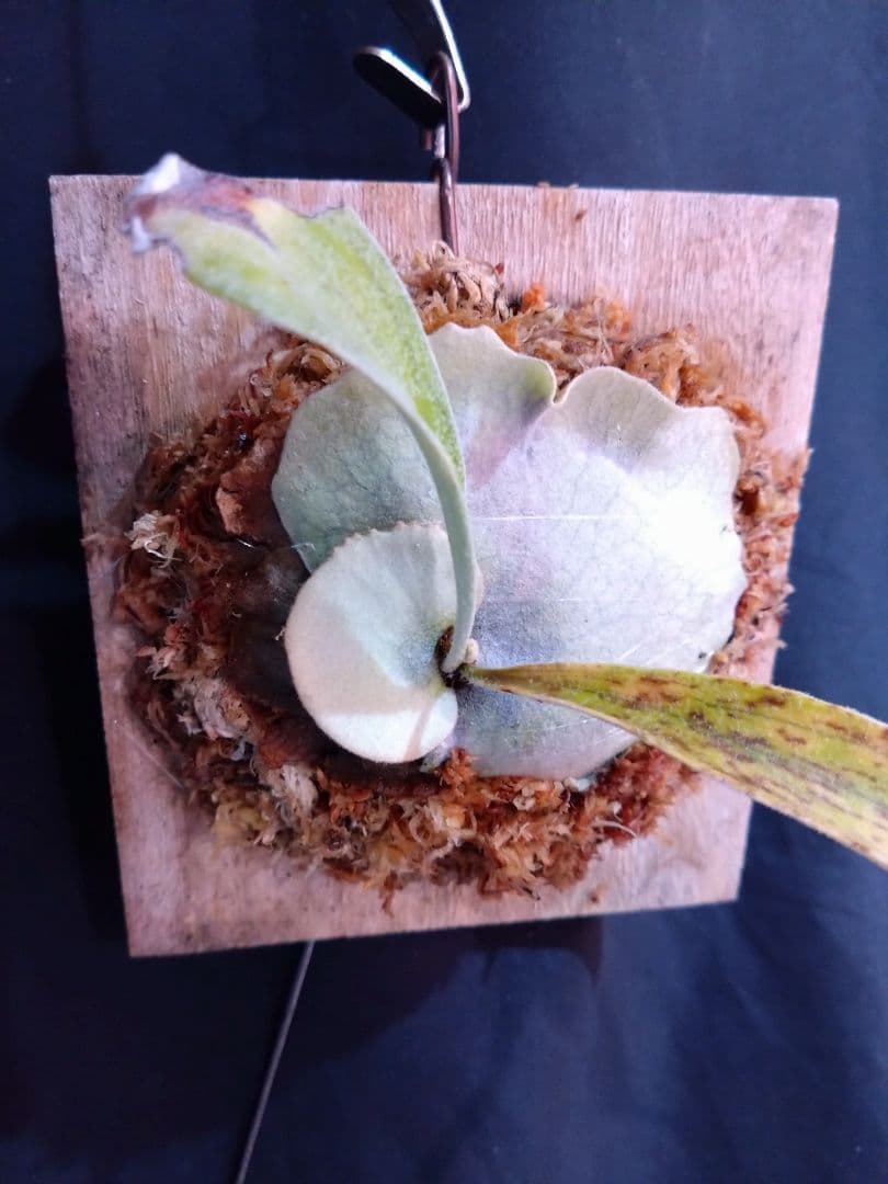 P.veitchii limited 2nd ビカクシダ子株