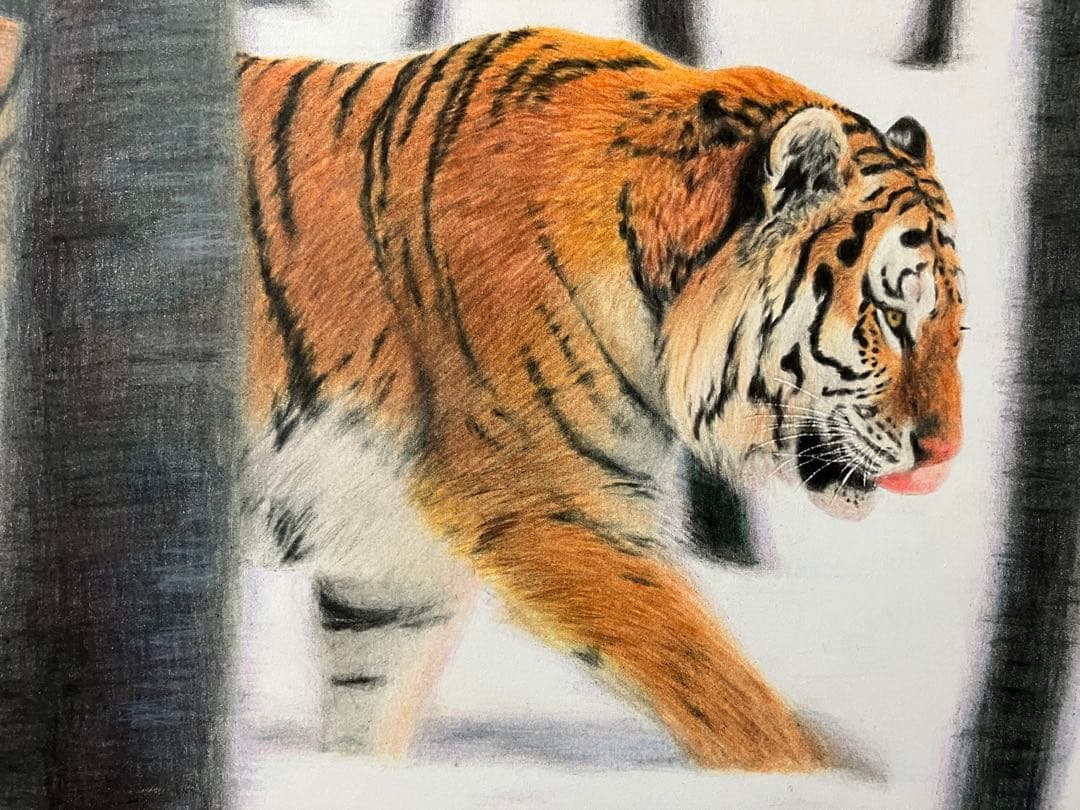 猛虎雪林を抜け 色鉛筆画