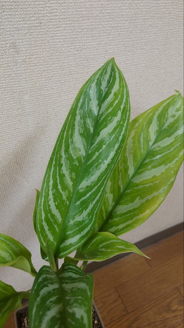 アグラオネマカーティシー　大株　子株付き
