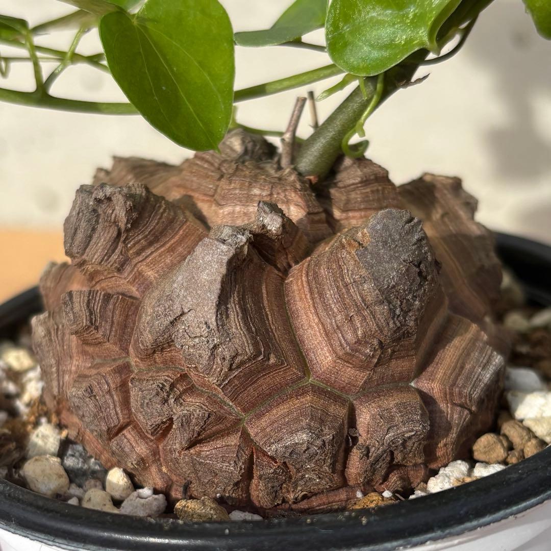 No.702 Dioscorea elephantipes アフリカ亀甲竜　実生