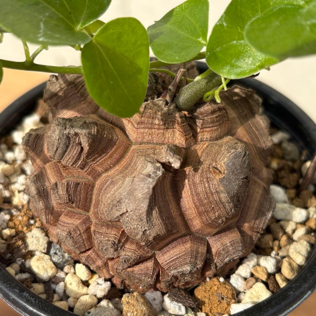 No.702 Dioscorea elephantipes アフリカ亀甲竜　実生