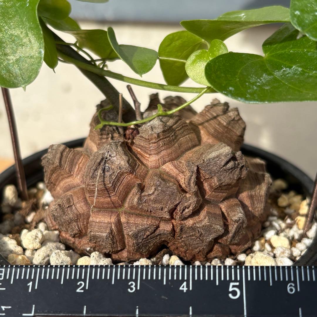 No.702 Dioscorea elephantipes アフリカ亀甲竜　実生
