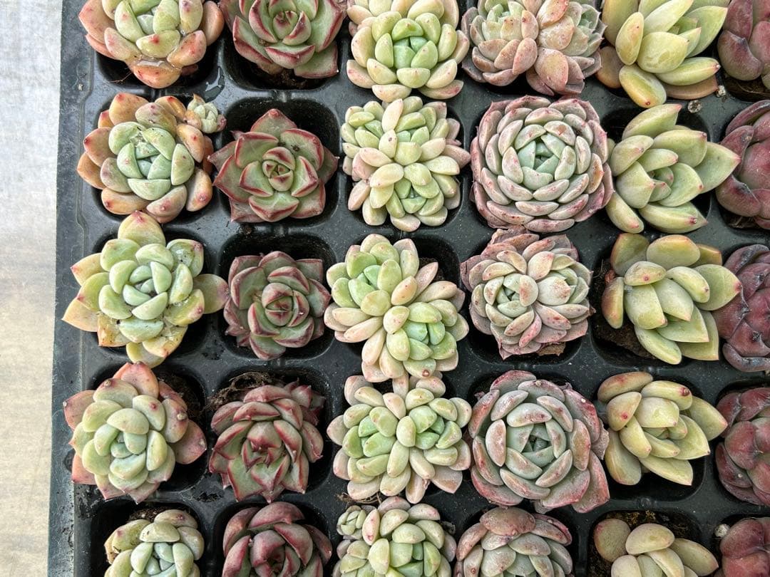多肉植物 プラグ苗 セル苗 15種類 105個 セット⑯ エケベリア 韓国苗