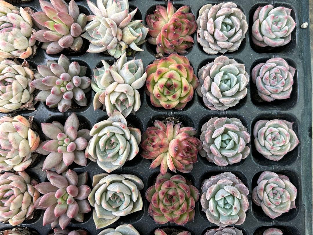 多肉植物 プラグ苗 セル苗 15種類 105個 セット⑯ エケベリア 韓国苗