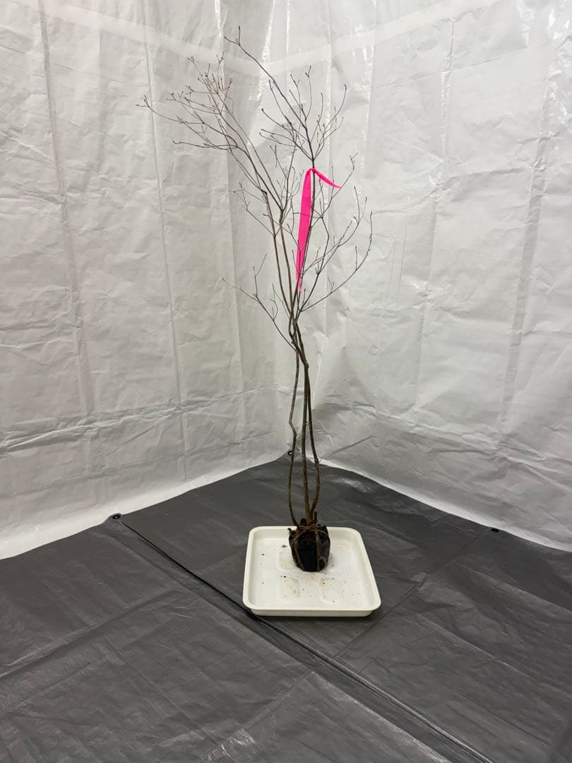 山採りミツバツツジ 三葉H180cm w60cm