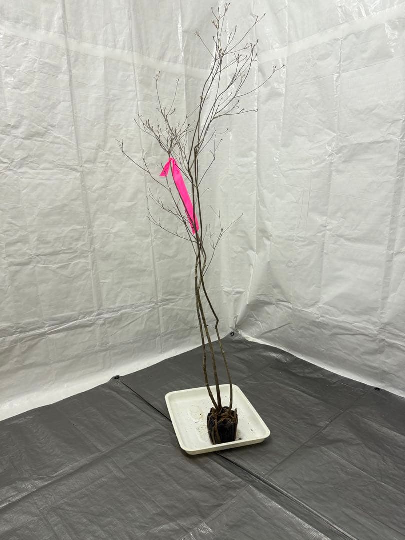 山採りミツバツツジ 三葉H180cm w60cm