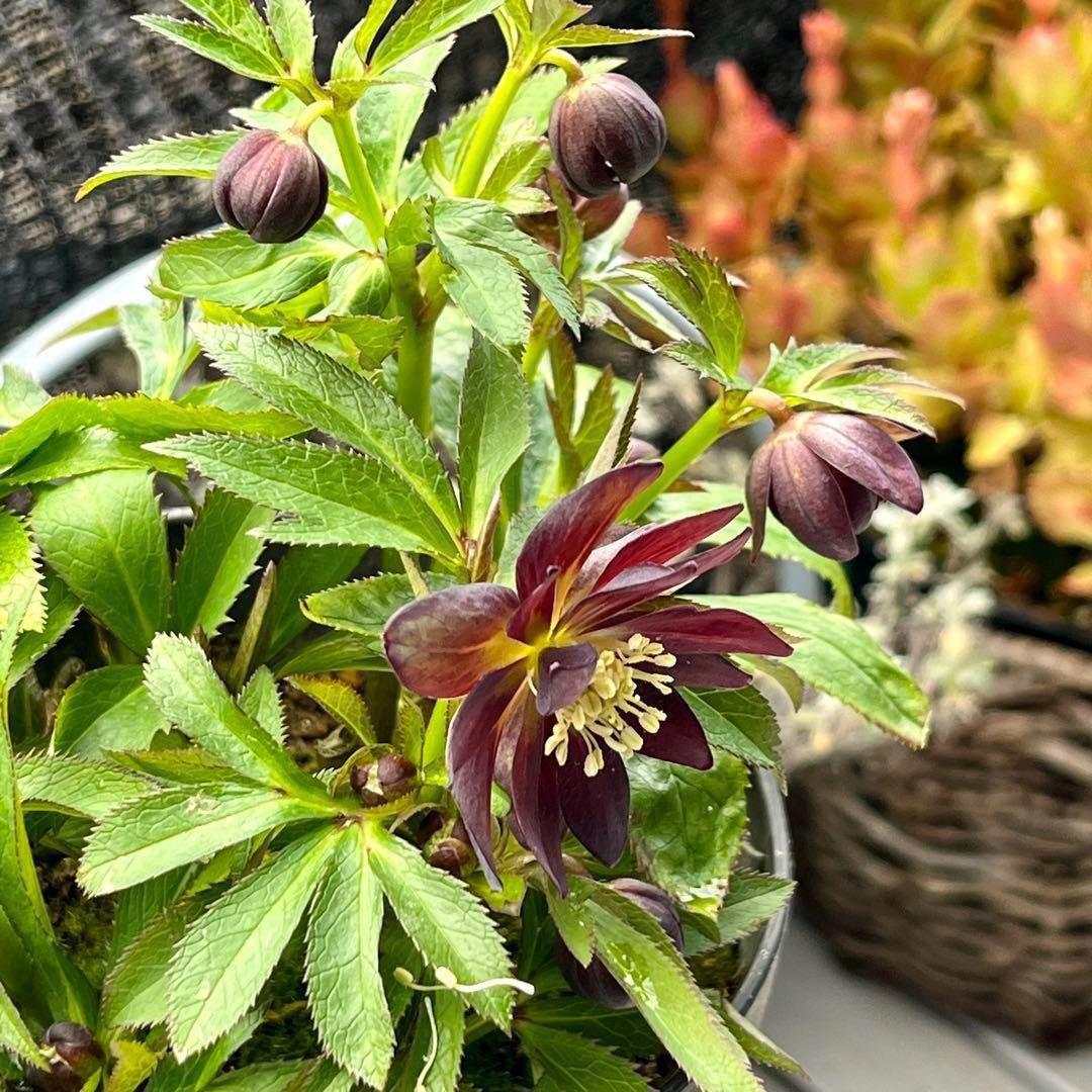 3882☘️2年間管理株☘️沢山新芽☘️⭐️チビチビ超コンパクト⭐️超小輪⭐️広瀬園芸⭐️