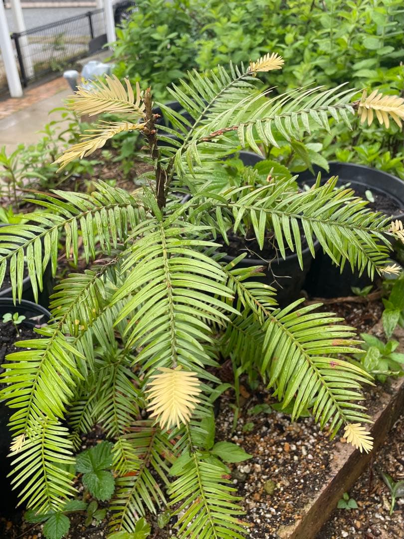Wollemia nobilis ウォレマイパイン(ジュラシックツリー)H400