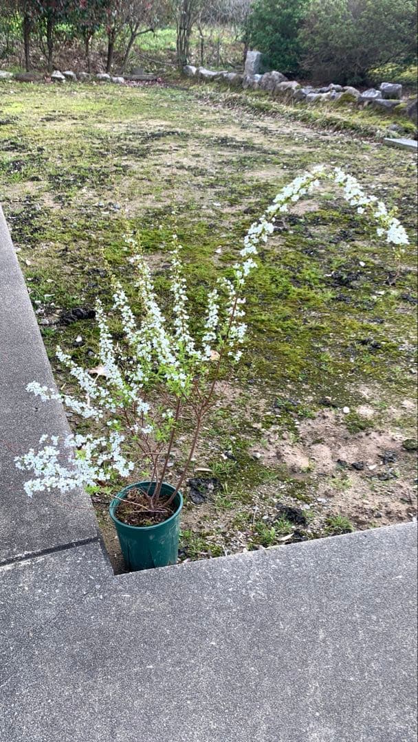 雪柳（ユキヤナギ）大苗木 開花中