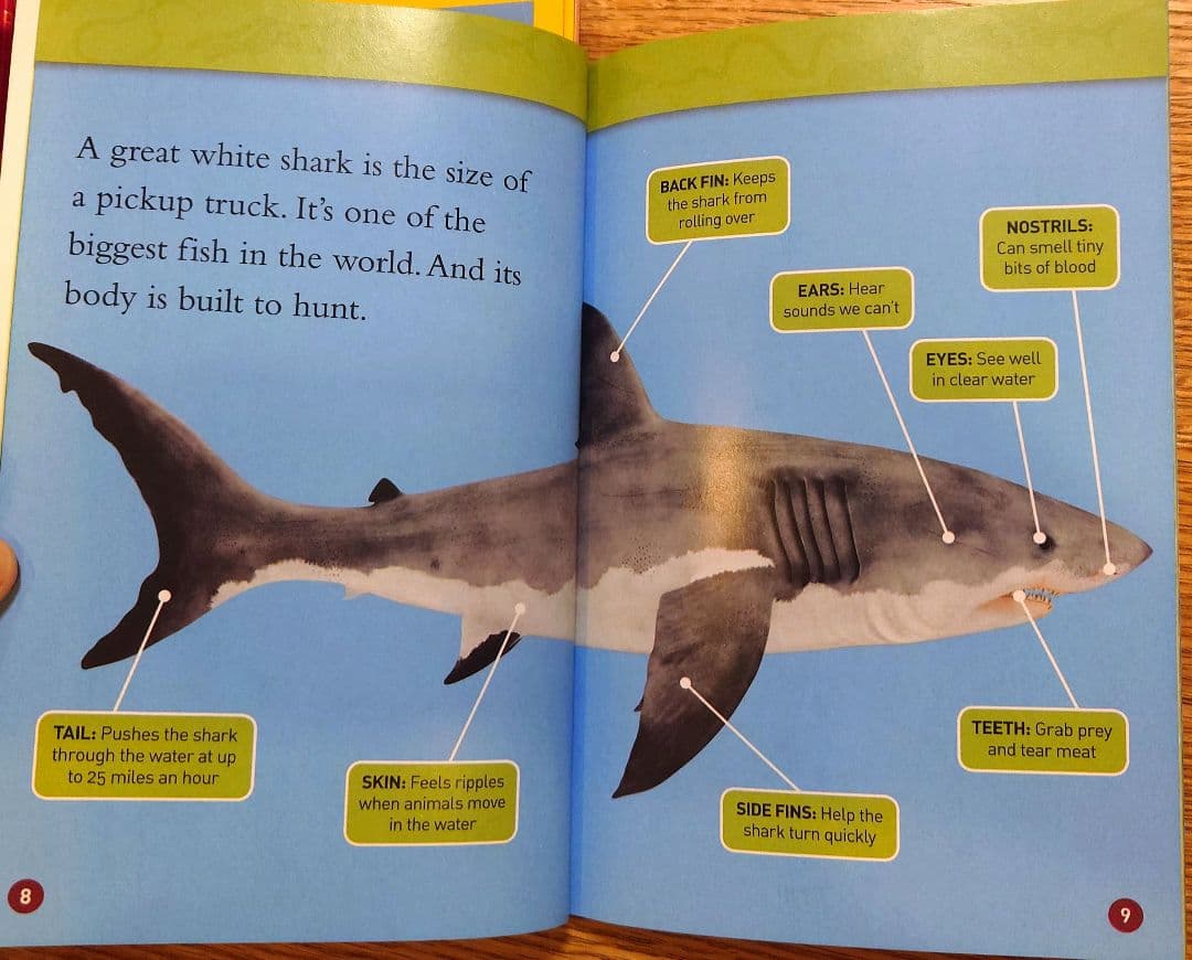 美品 National Geographic Kids L1/31冊 英語 絵本