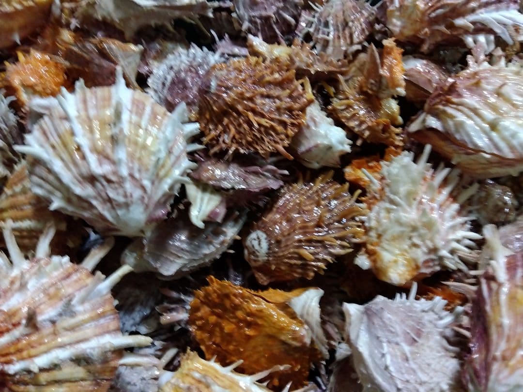 貝殻標本　①100個セット　二枚貝　大量