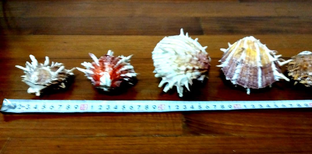 貝殻標本　①100個セット　二枚貝　大量