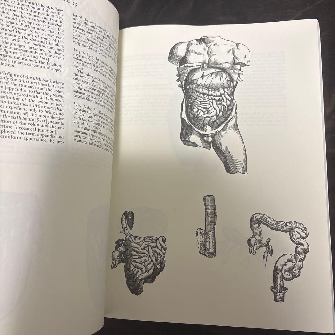 ANDREAS VESALIUS 解剖学イラスト