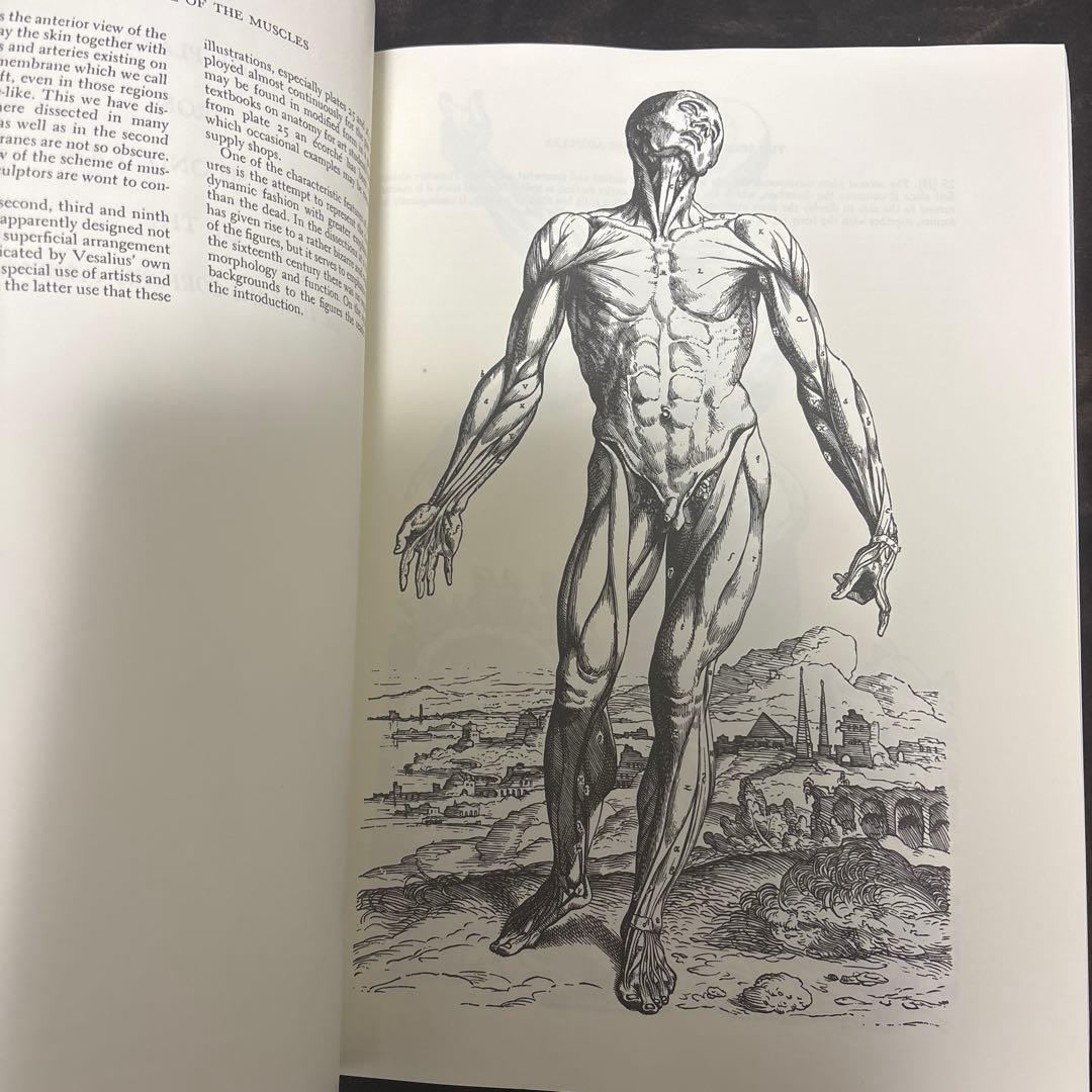 ANDREAS VESALIUS 解剖学イラスト