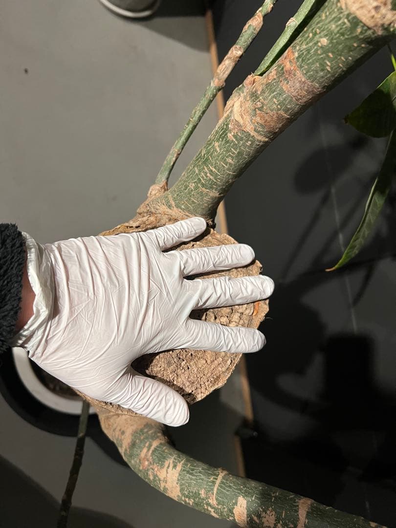 【極太幹・存在感抜群】パキラ 観葉植物／特大サイズ 引き取り限定
