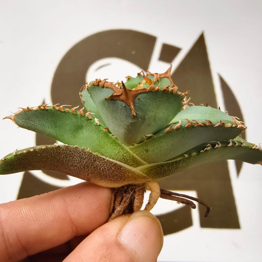 649【上澳園芸】 アガベ　agave チタノタ 鰐亀 極上株