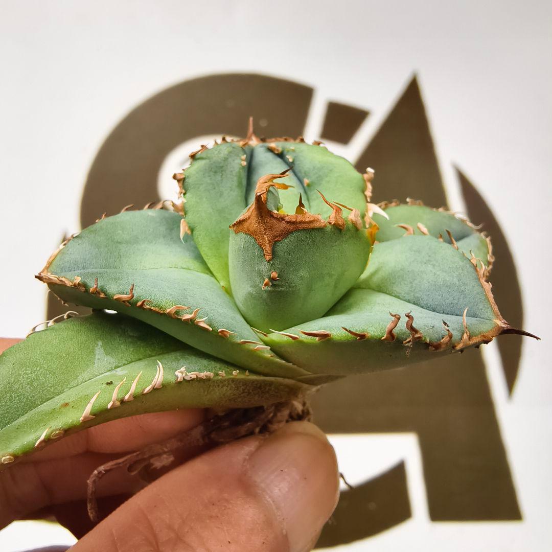 649【上澳園芸】 アガベ　agave チタノタ 鰐亀 極上株