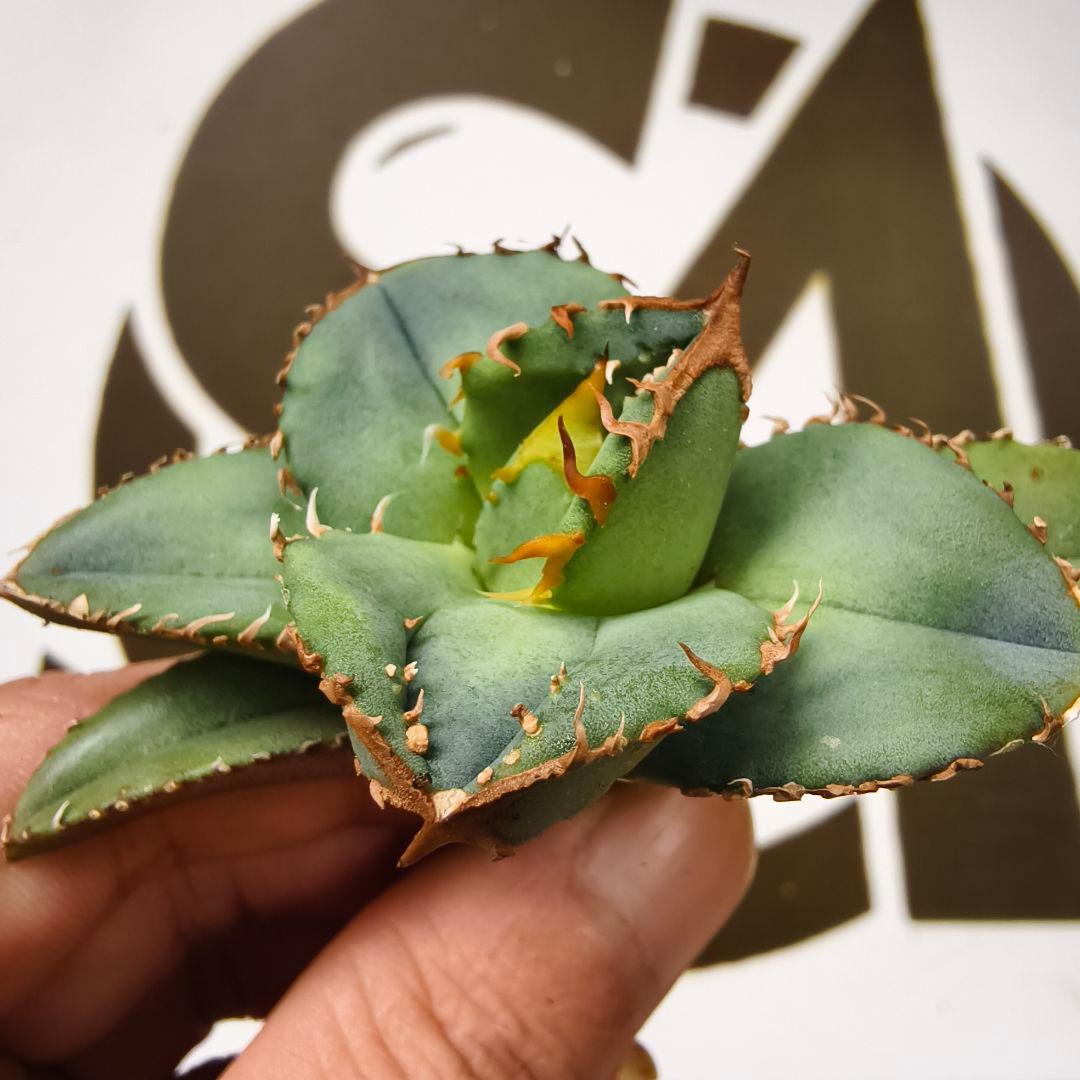 649【上澳園芸】 アガベ　agave チタノタ 鰐亀 極上株