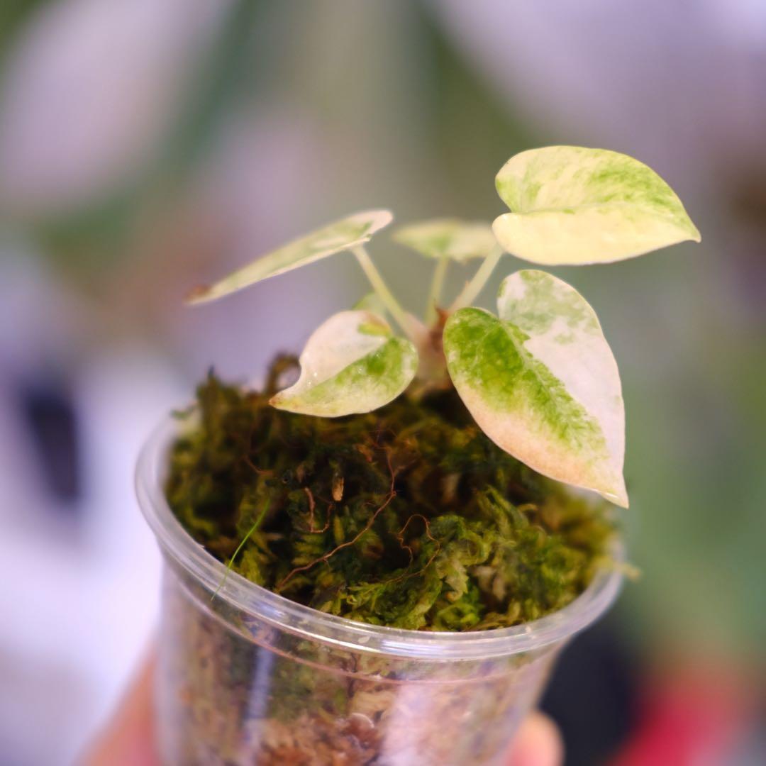 A. forgetii Aus var. × A. carlablackiae②