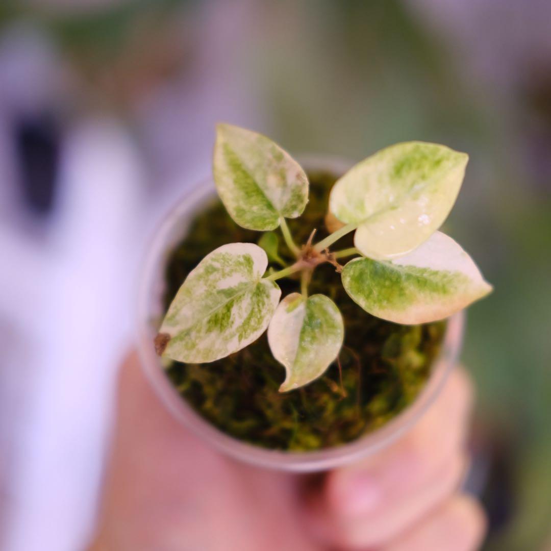 A. forgetii Aus var. × A. carlablackiae②