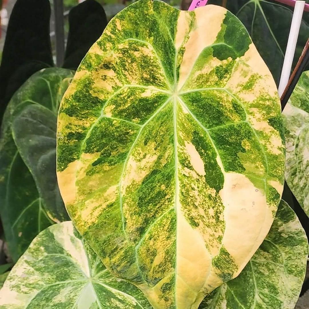 A. forgetii Aus var. × A. carlablackiae②