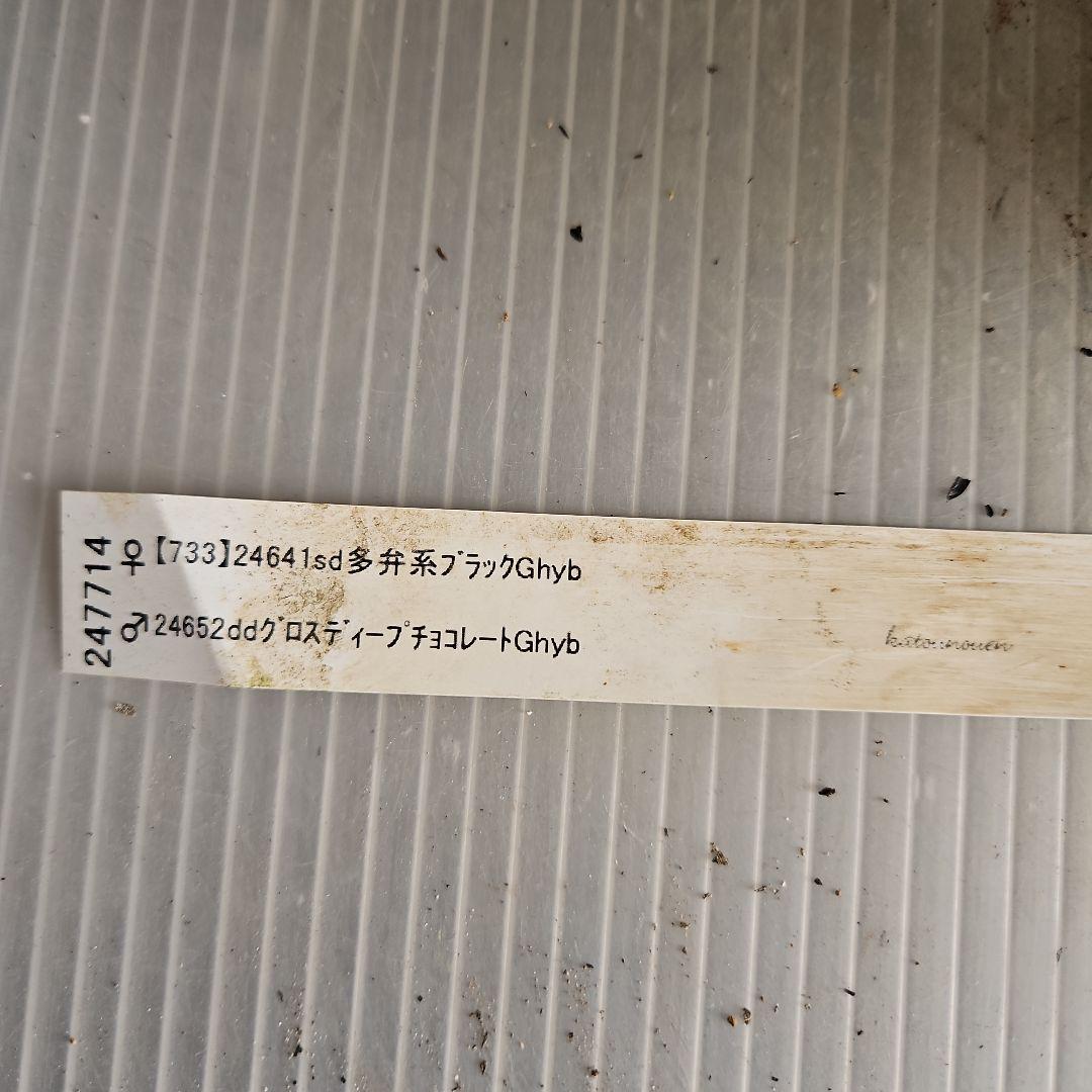㉖-483 クリスマスローズ