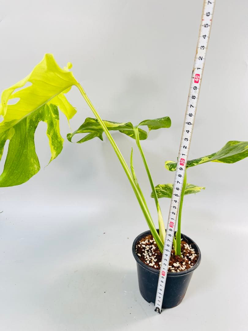 Monstera Electrolyte モンステラ エレクトロライト④
