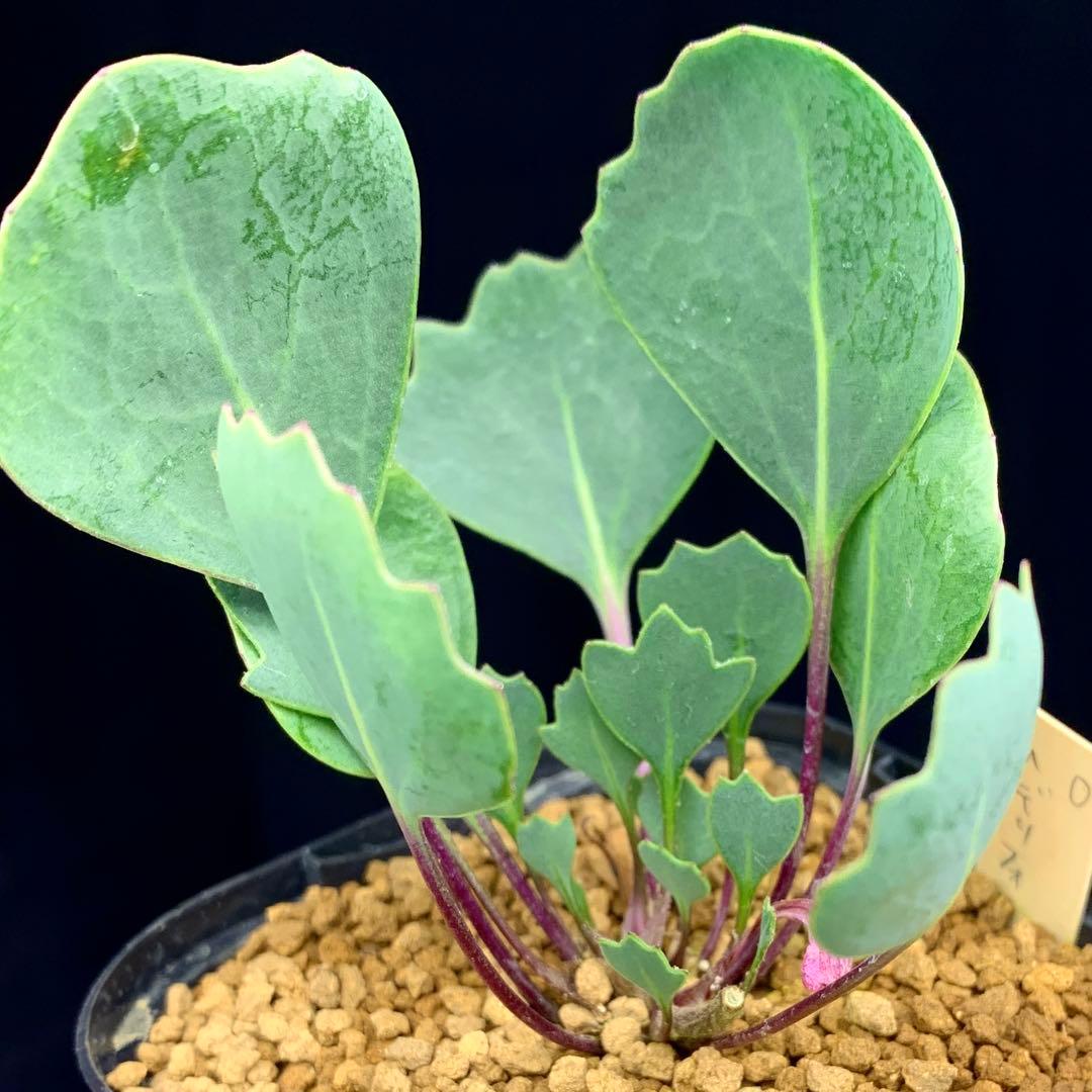 レア実生！　オトンナ へデリフォリア　多肉植物　塊根植物