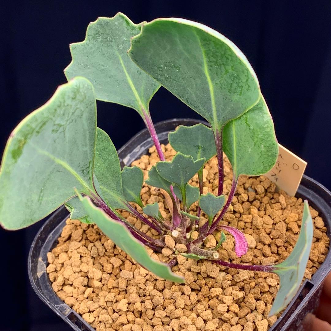 レア実生！　オトンナ へデリフォリア　多肉植物　塊根植物