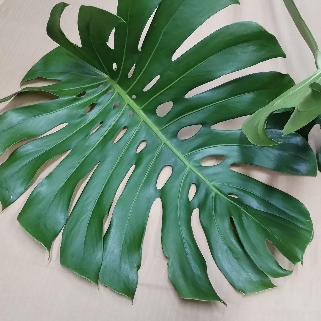 ②訳ありモンステラ　大きな葉　観葉植物