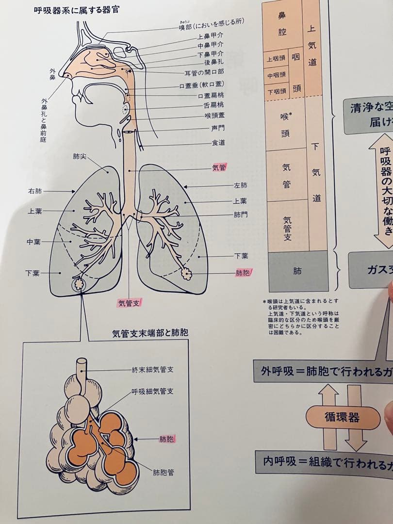 日本エステティック業協会勉強本全シリーズ＋目で見る身体のメカニズム＋人体の不思議