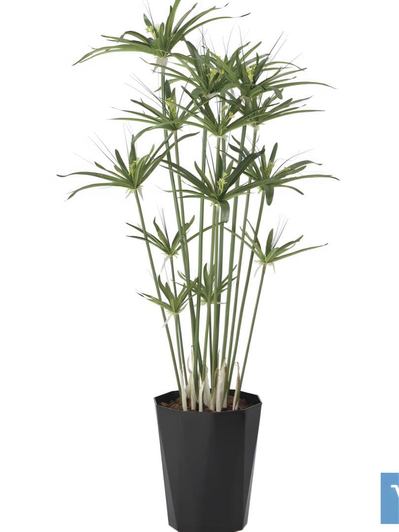 光触媒　人工観葉植物　ウォールグリーン　フェイクグリーン　パピルス 1.25m