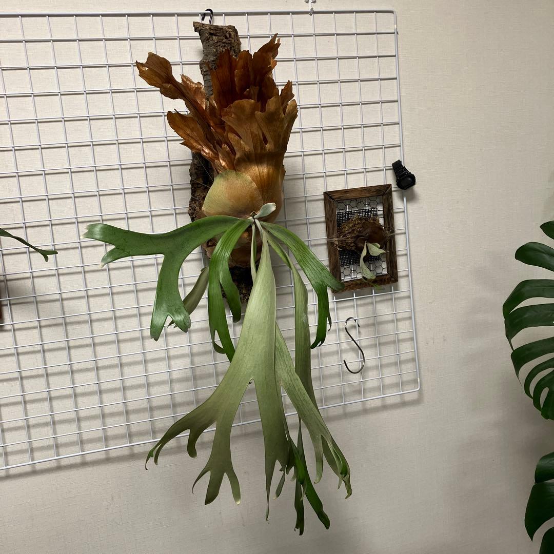 ビカクシダ　Platycerium willinckii 特大株 ウィリンキー