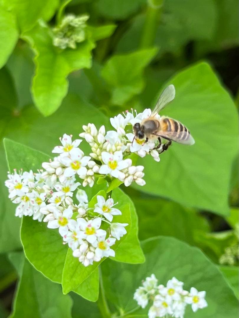 日本ミツバチ・純粋天然蜂蜜1000g2本