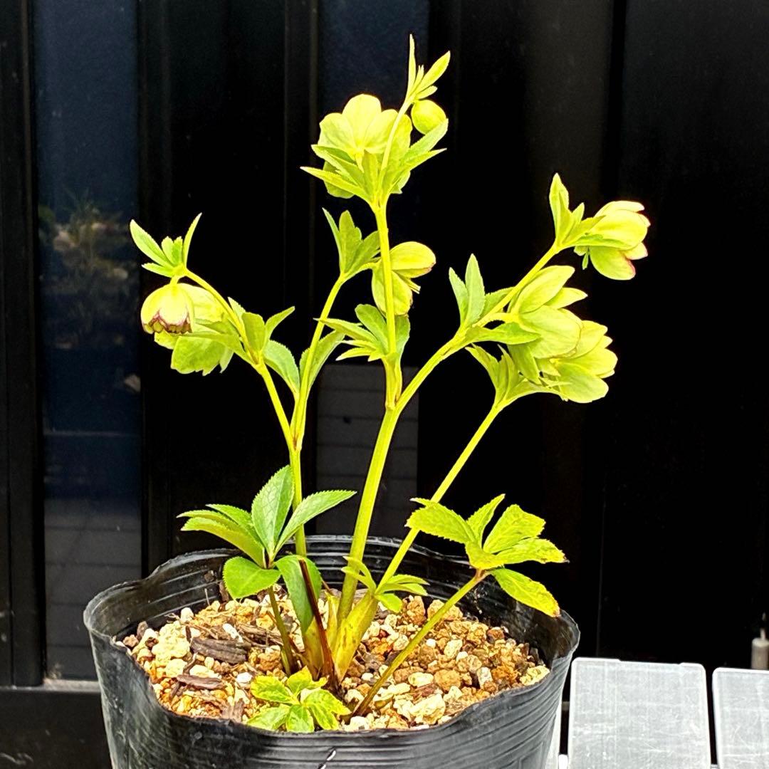 3901☘️1年間管理株☘️⭐️超小輪⭐️torquatus x multifidus⭐️