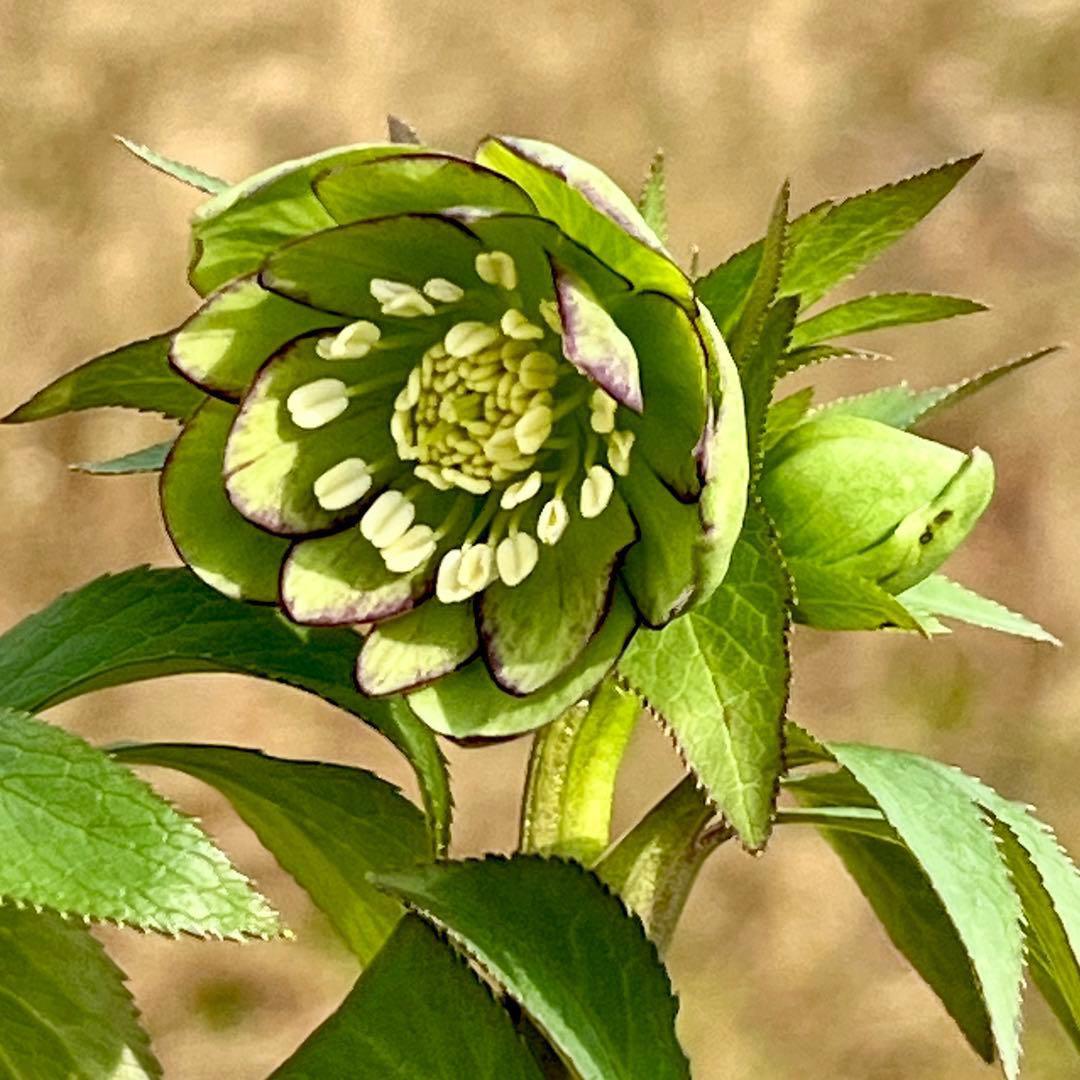 3901☘️1年間管理株☘️⭐️超小輪⭐️torquatus x multifidus⭐️