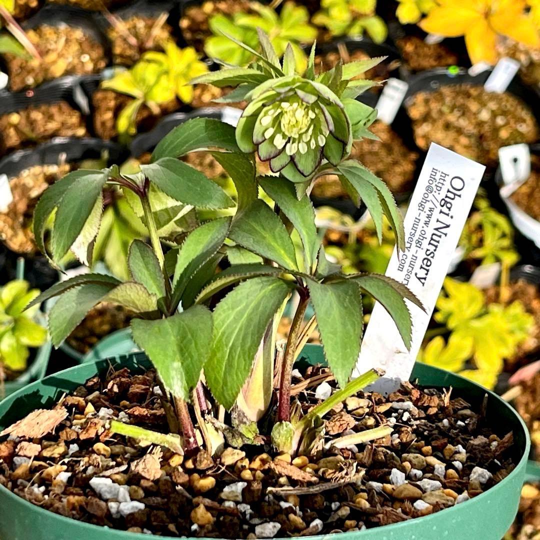 3901☘️1年間管理株☘️⭐️超小輪⭐️torquatus x multifidus⭐️