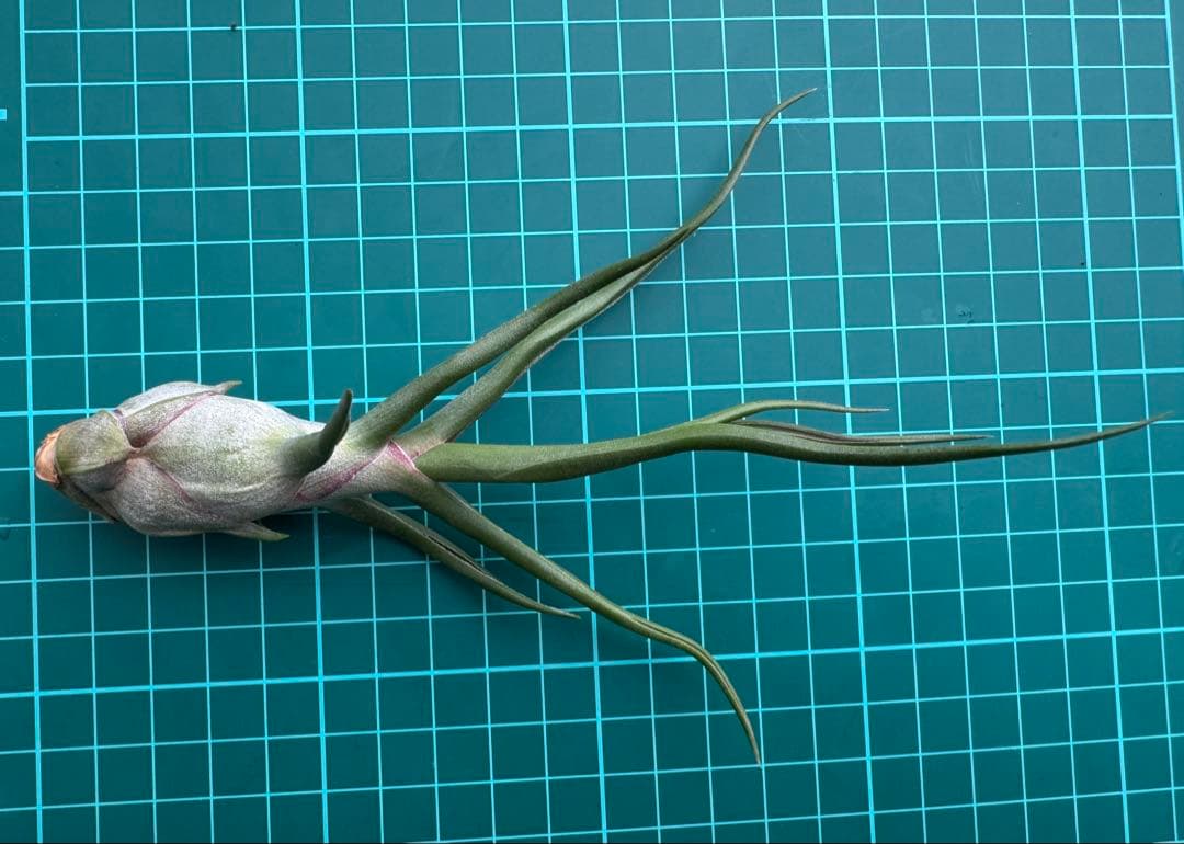 Tillandsia Bulbosa Super Giant 速達発送