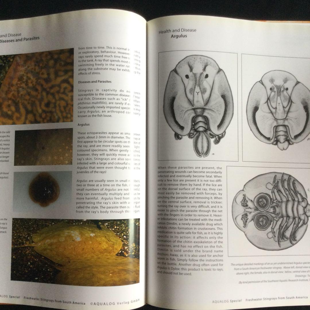 淡水エイ　魚　洋書　Aqualog 南アメリカ　南米　Ray 淡水魚　熱帯魚　魚